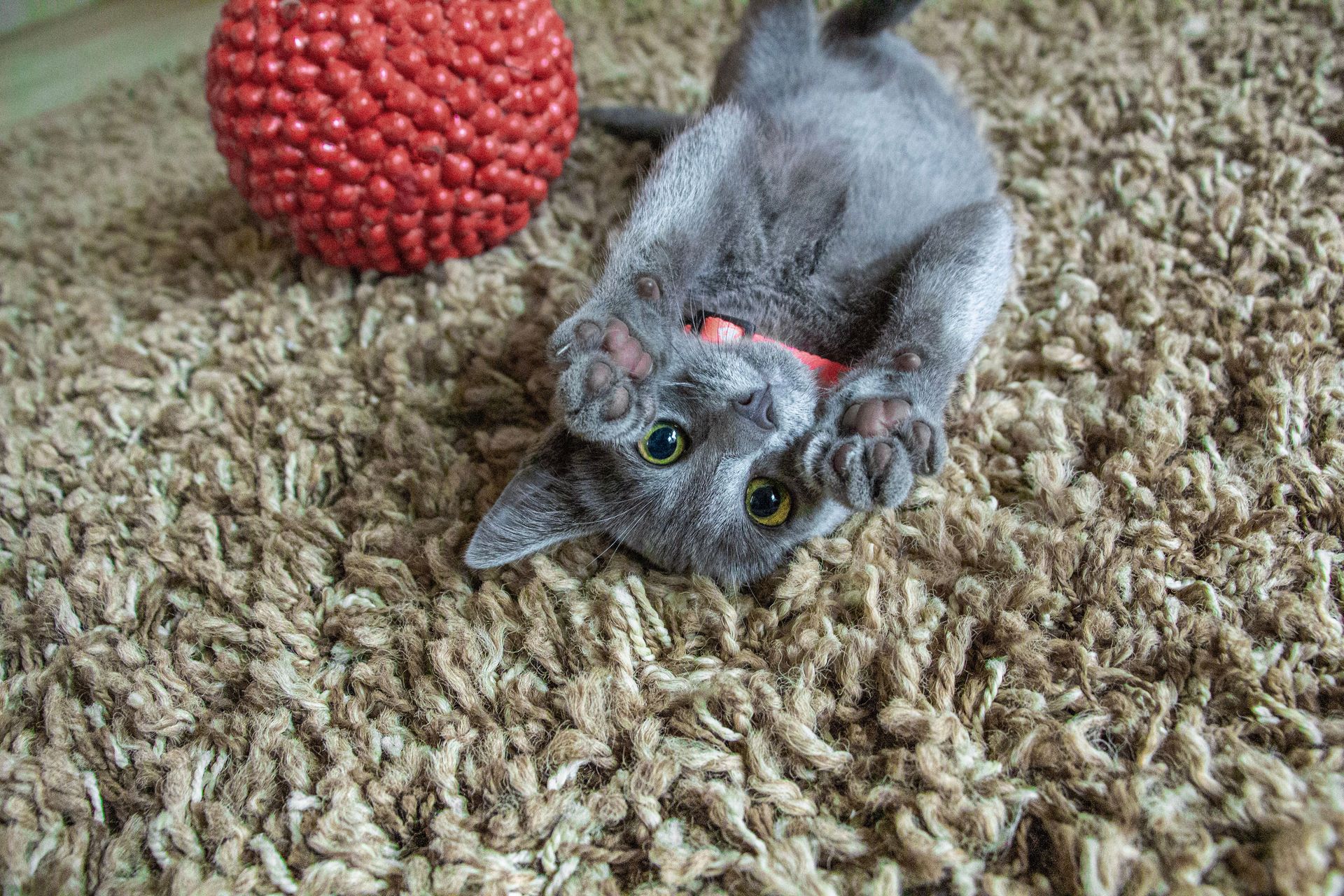 Gray cat lying on a shaggy carpet next to a red textured ball, looking up at the camera