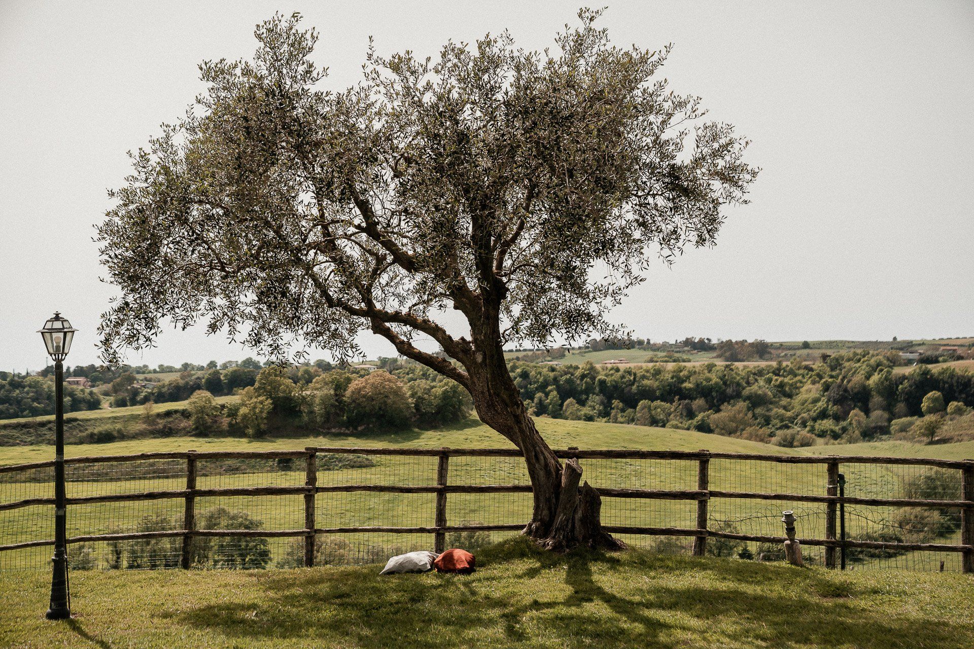 Un ulivo vicino a una staccionata in legno con campi verdi sullo sfondo; un cane riposa vicino all'albero.