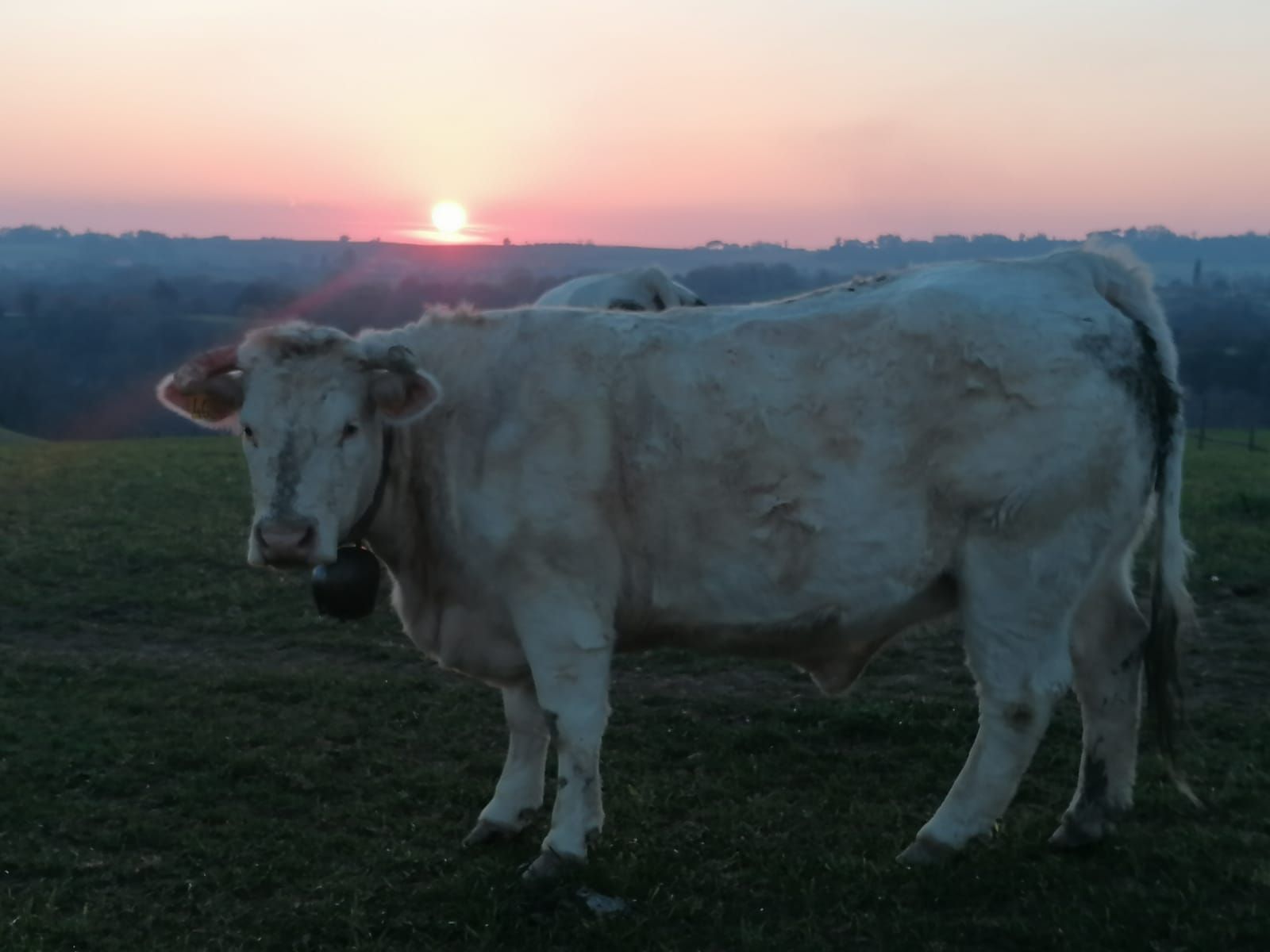 Mucca bianca in piedi in un campo al tramonto; campana al collo.