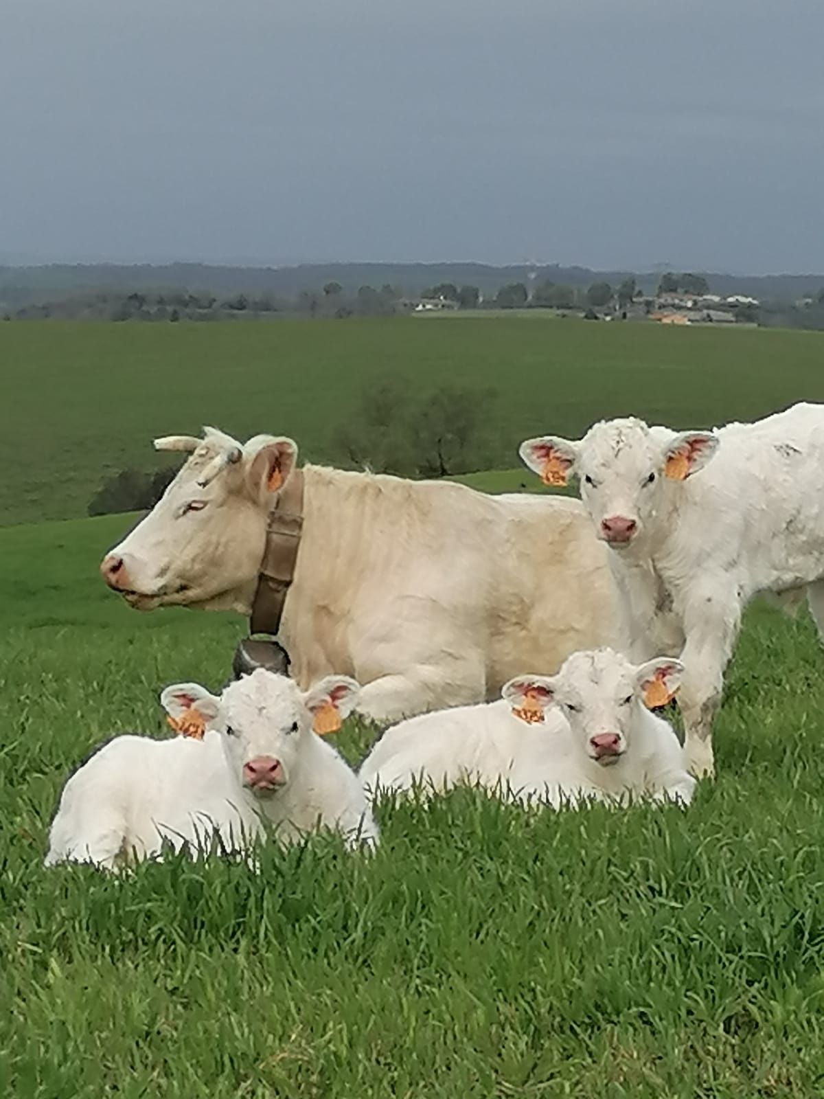 Mucca bianca e tre vitelli in un campo erboso. Cielo coperto e colline in lontananza.