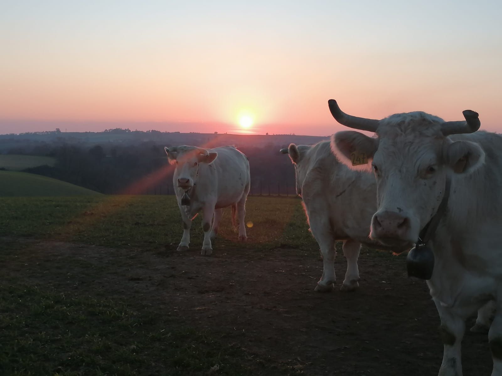 Tre mucche bianche su una collina, che si stagliano contro il sole al tramonto.