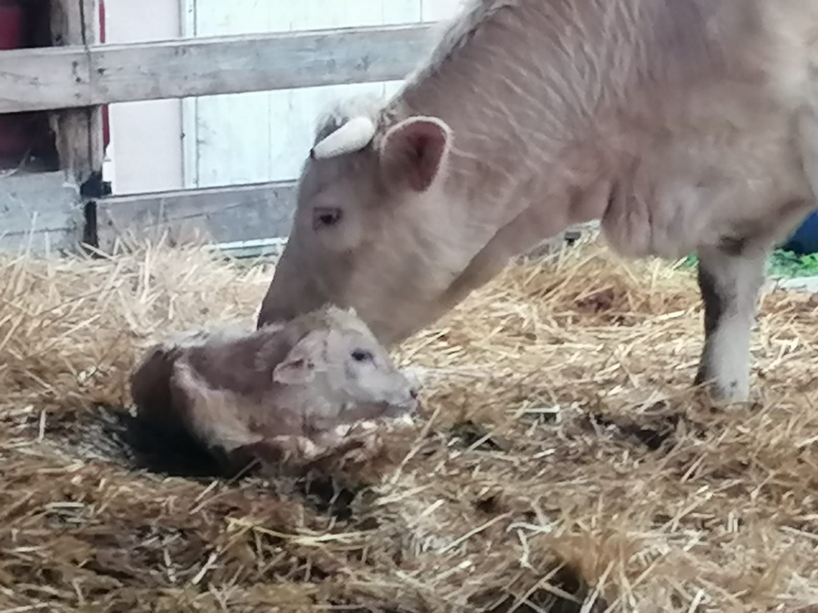 Una mucca strofina il muso su un vitello appena nato in una stalla; entrambi sono di colore marrone chiaro e sdraiati sulla paglia.