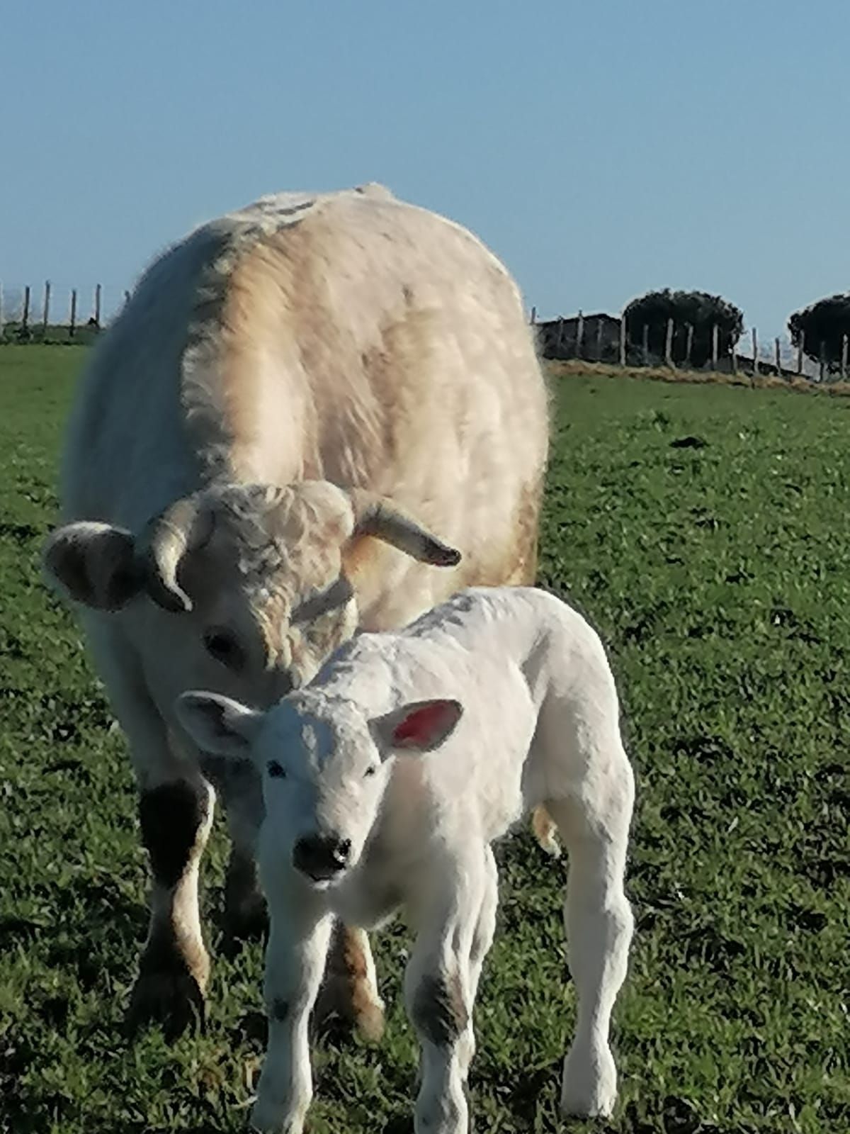 Mucca e vitello in un campo erboso in una giornata di sole. Entrambi gli animali sono bianchi e hanno piccole corna.