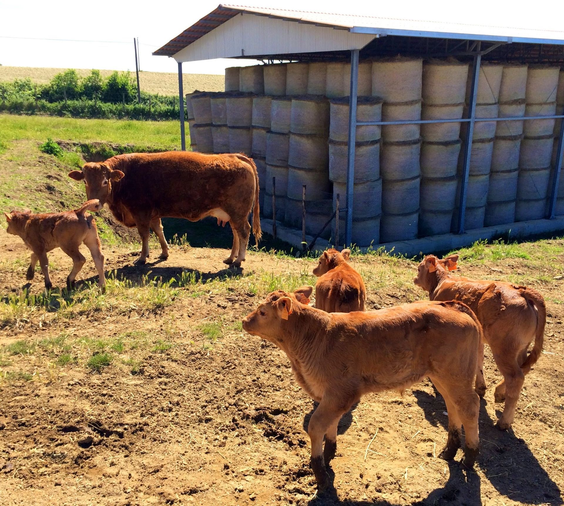 Mucche e vitelli pascolano in un campo vicino a una pila di balle di fieno sotto una tettoia.