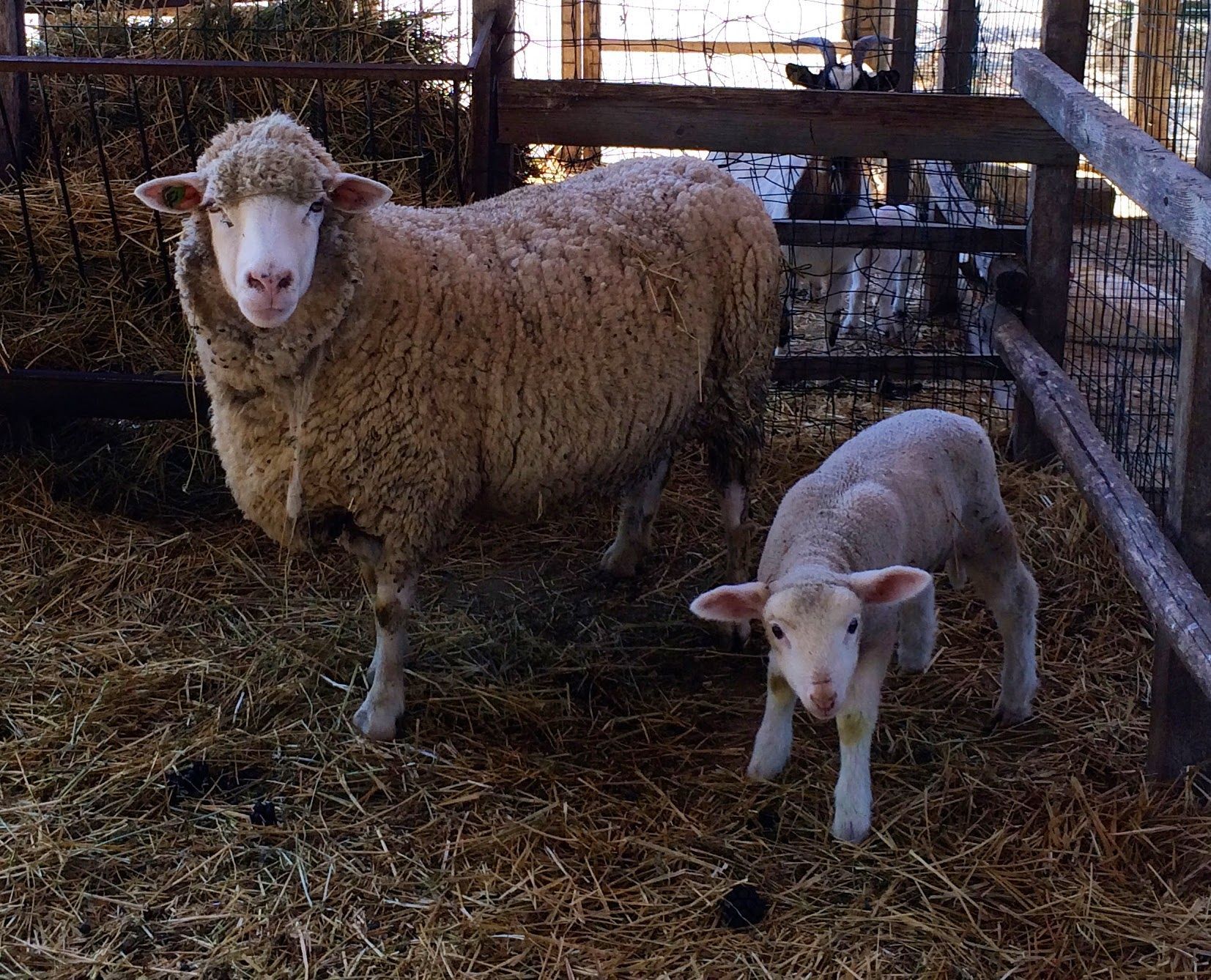 Pecora e agnello in piedi nel recinto di una stalla, entrambi rivolti verso la telecamera. Il fieno ricopre il pavimento.