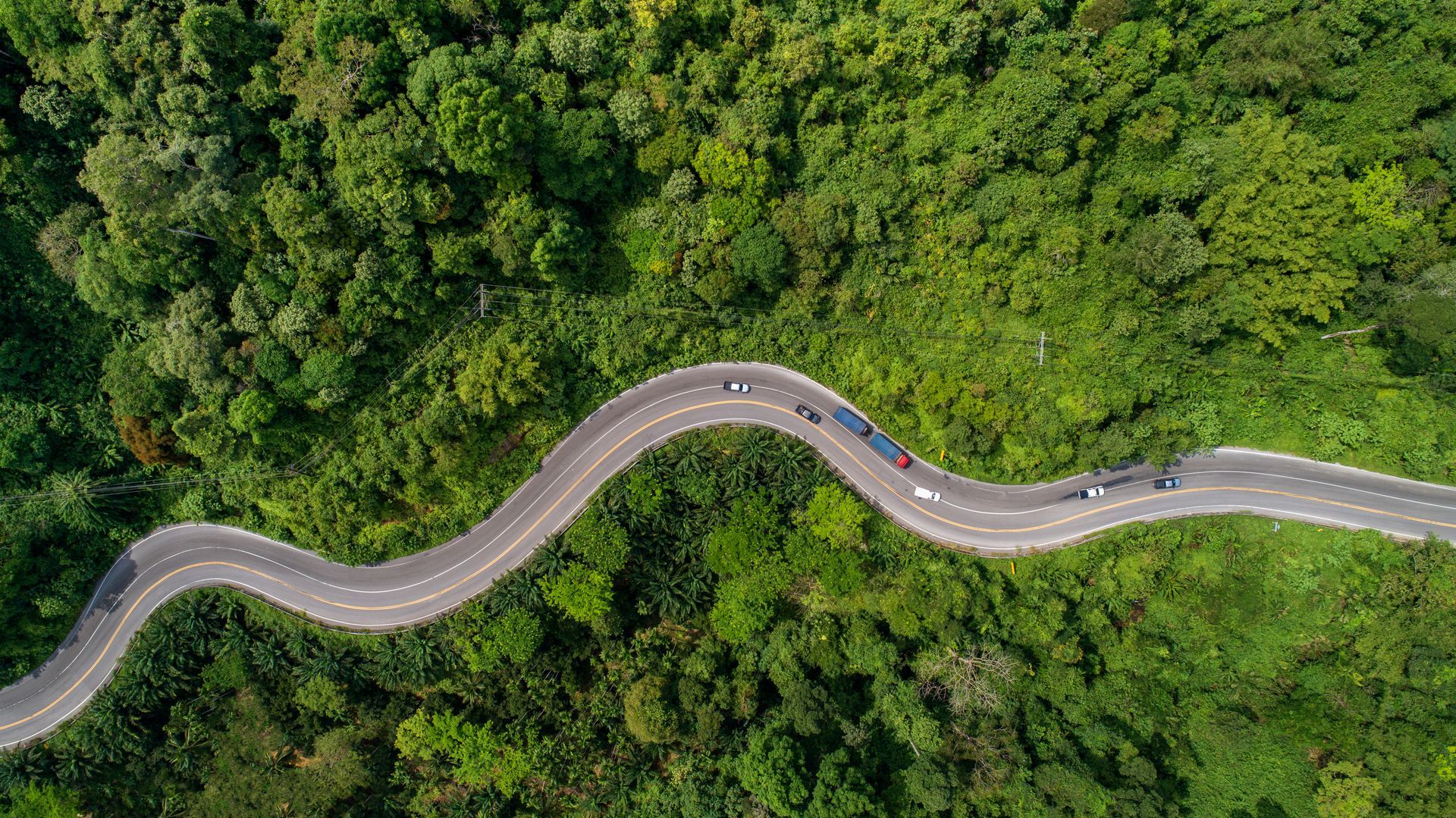 Route sinueuse traversant une forêt verdoyante luxuriante, empruntée par quelques voitures.