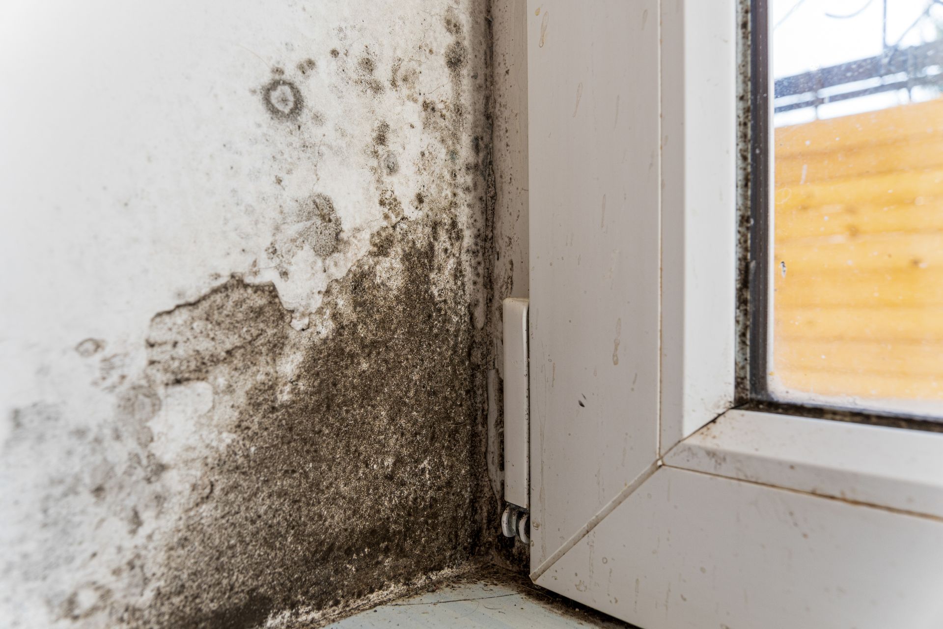 Flooded bathroom with potted plants floating on water. Black mold and mildew grow on a white painted wall beside a window frame.