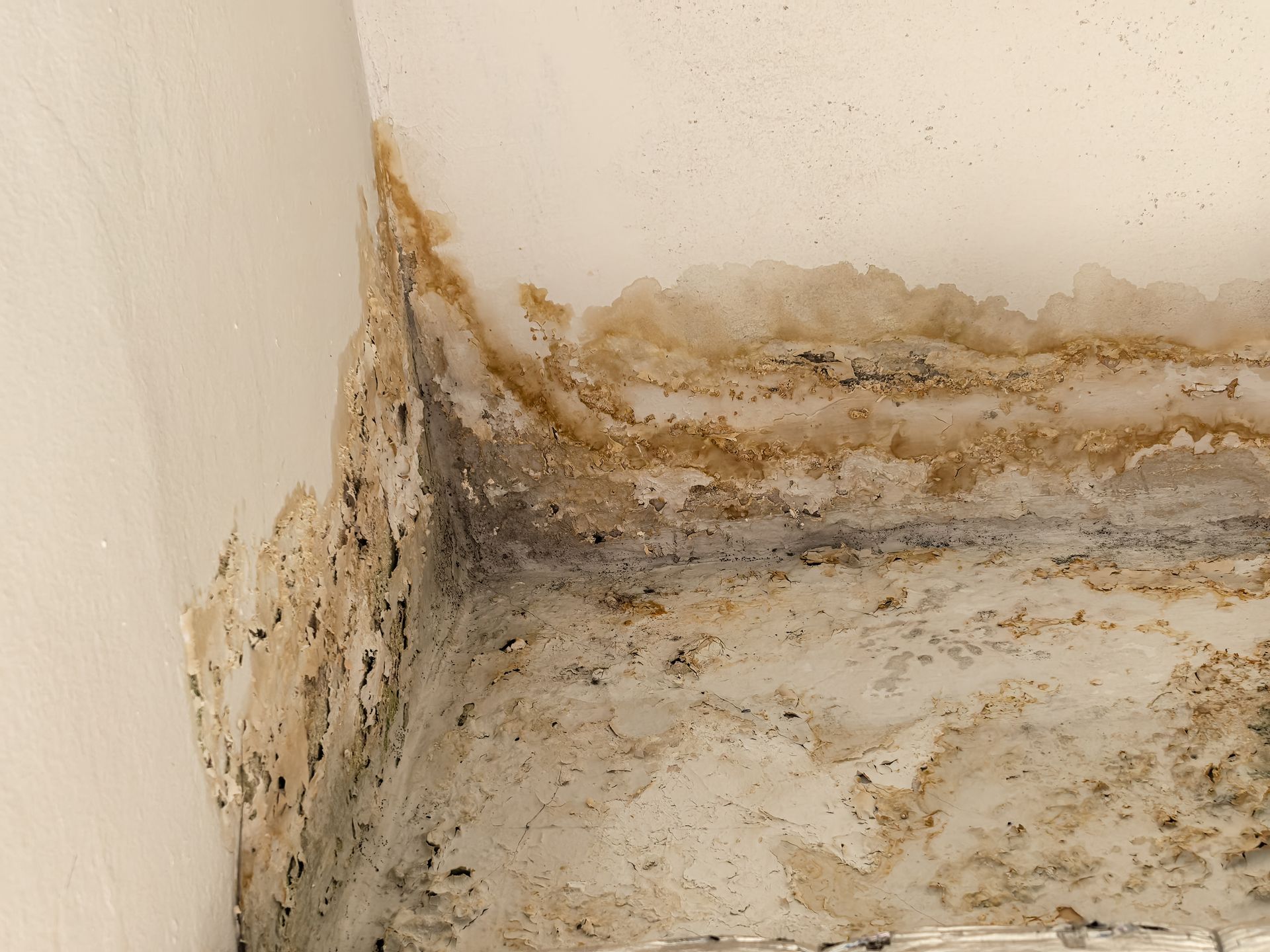 Wall with growing mold spots and peeling paint damage from moisture.