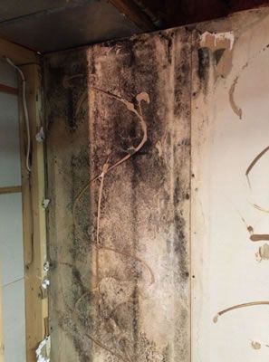 A wall with a lot of mold on it in a basement. Wall corner heavily stained with black mold; possible water damage.