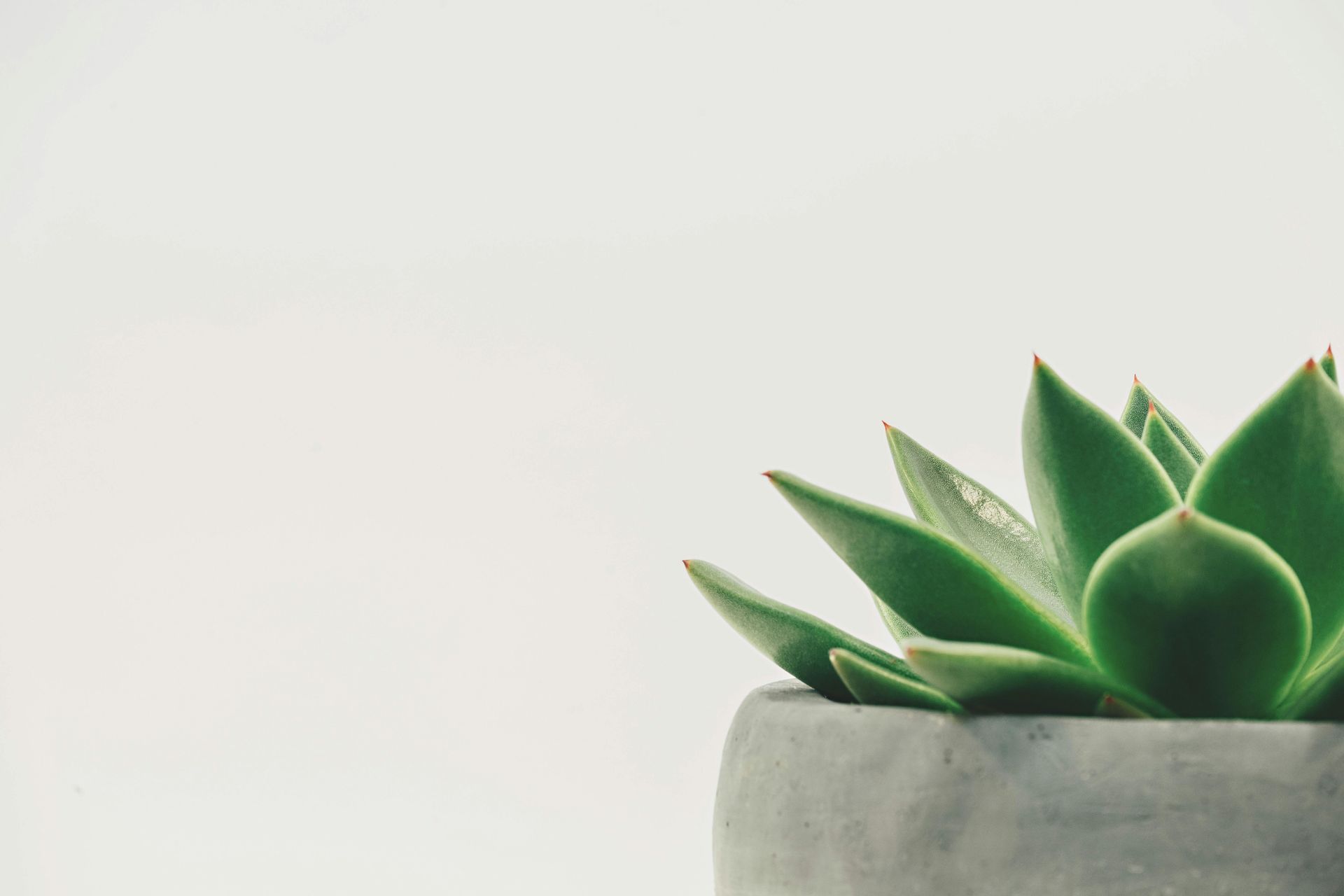 plant on desl