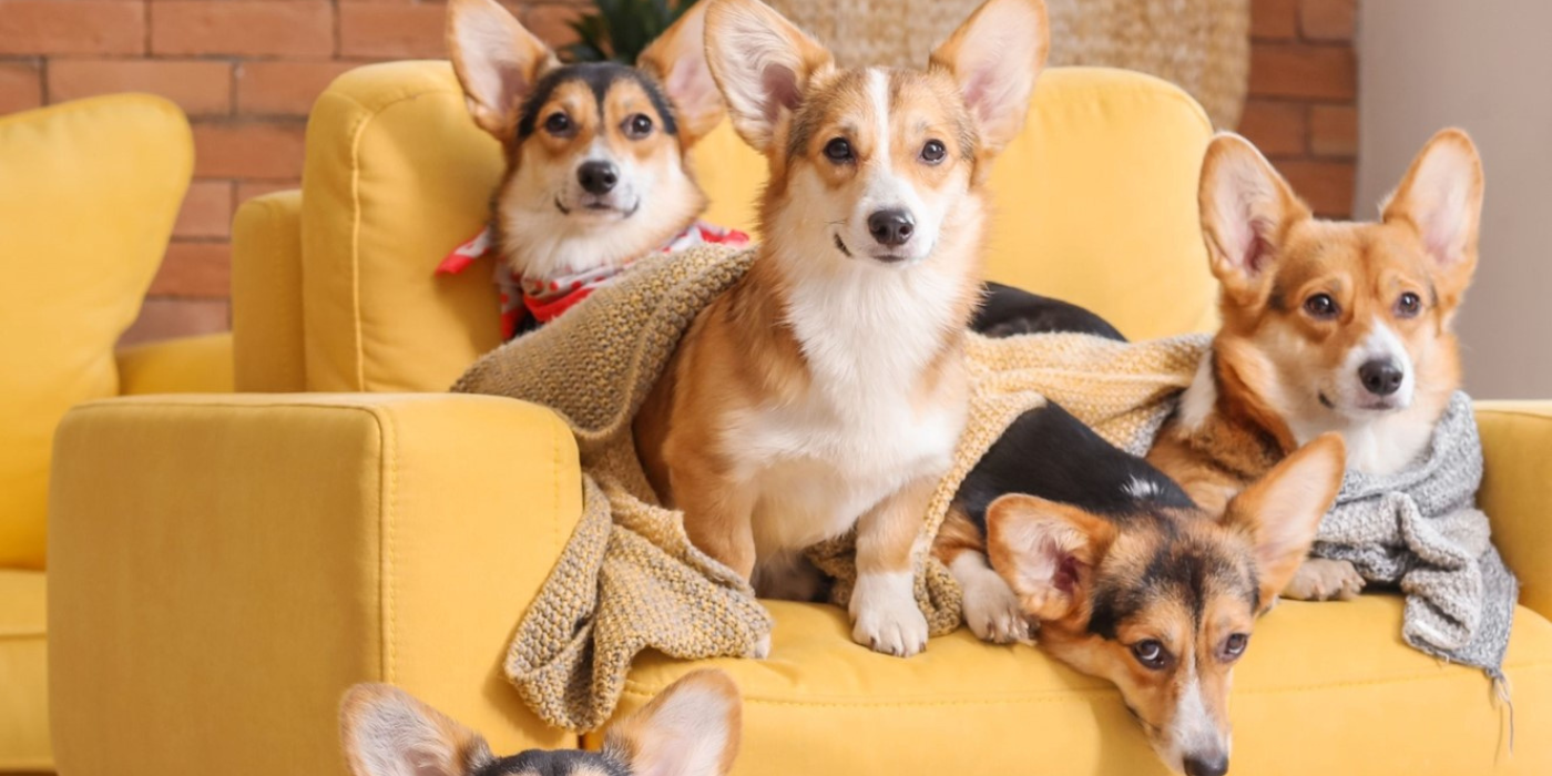 California's Proposed Bill AB 2216 to Prevent Pet Bans in Rentals