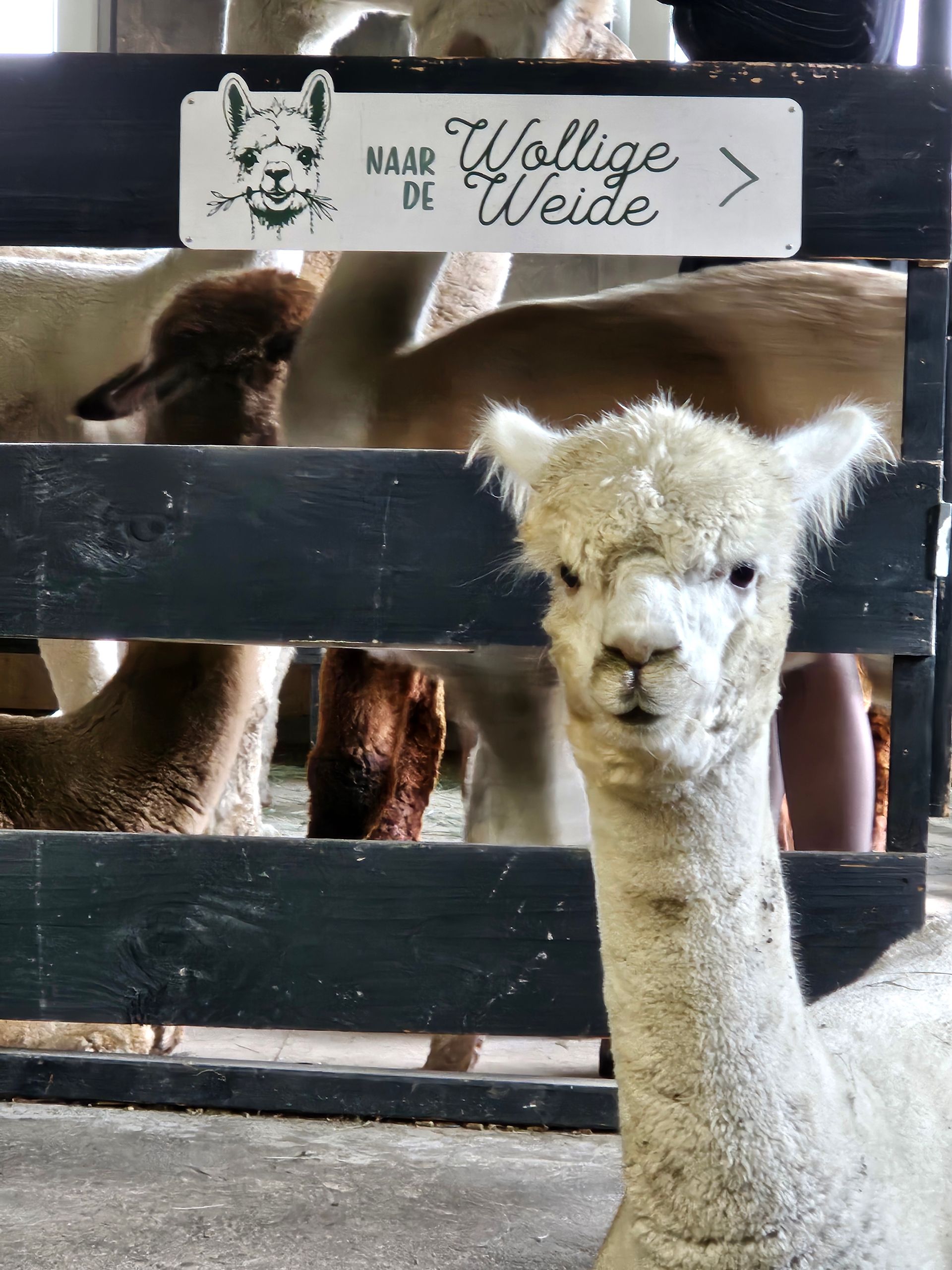 Alpacaboerderij de Wollige Weide in Avenhorn