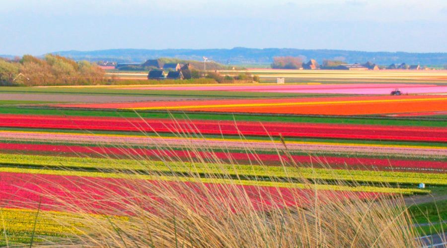 Bloeiend Zijpe, alles over tulpen, bloemen & Hyacinten