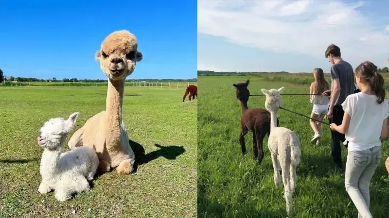 Alpaca Eco farm in Egmond aan den Hoef
