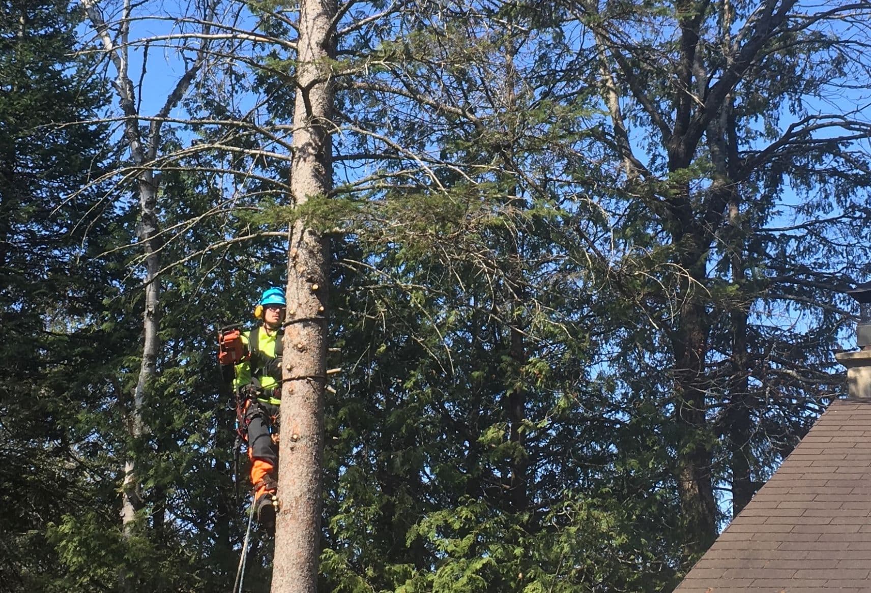 Arboriste en équipement de sécurité, grimpant à un grand arbre contre un ciel bleu ; la lumière du soleil traverse les branches.