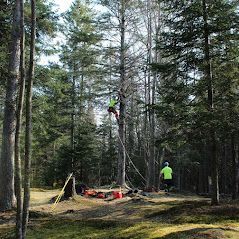 Un homme grimpe à un arbre dans les bois.