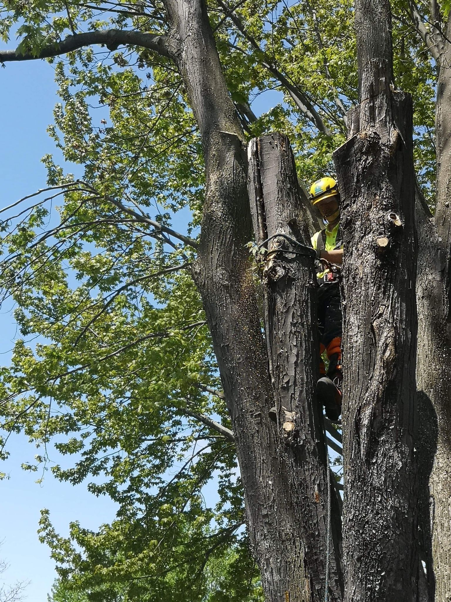 Un homme grimpe à un arbre avec une tronçonneuse
