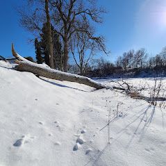Une bûche repose au sommet d'une colline couverte de neige.
