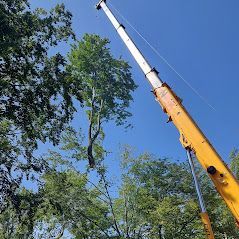 Une grue soulève un arbre dans les airs.