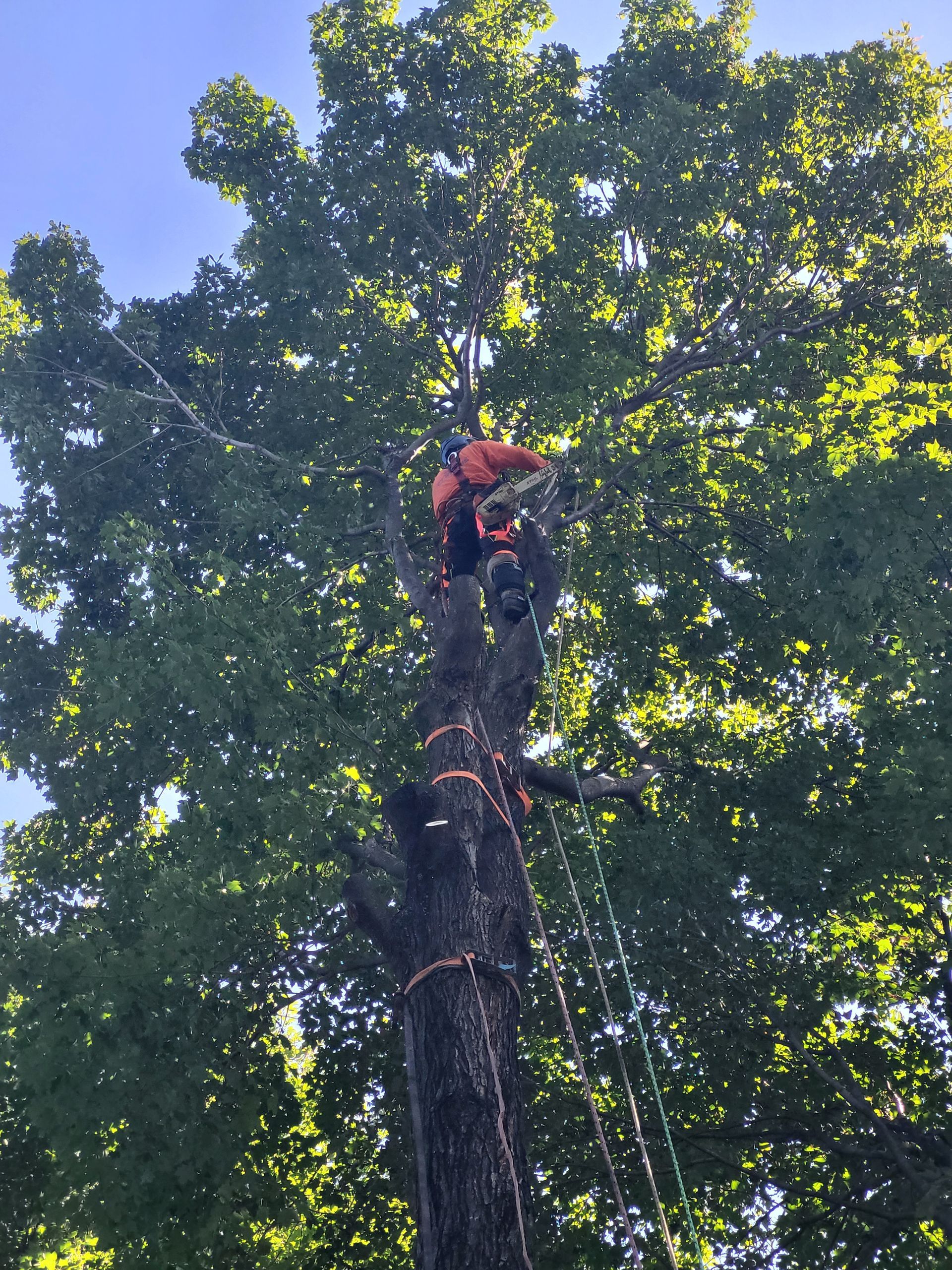 Un homme grimpe à un arbre avec une tronçonneuse