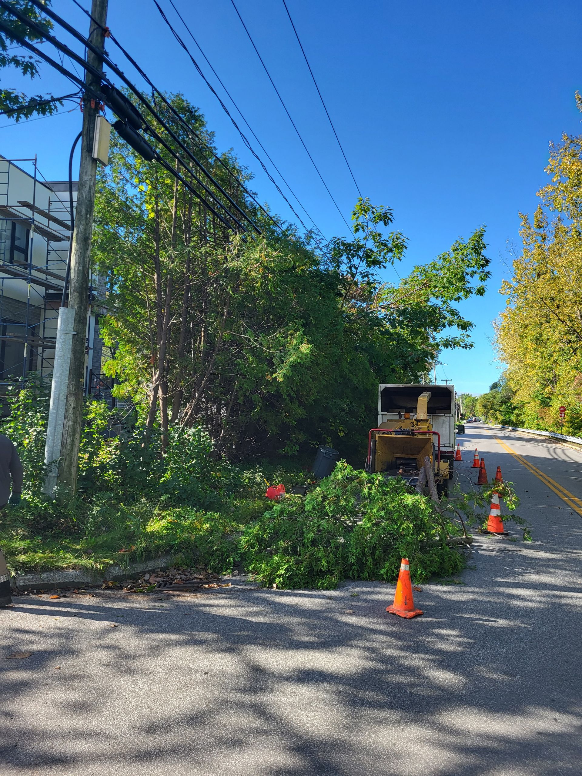 Un arbre est abattu sur le bord de la route