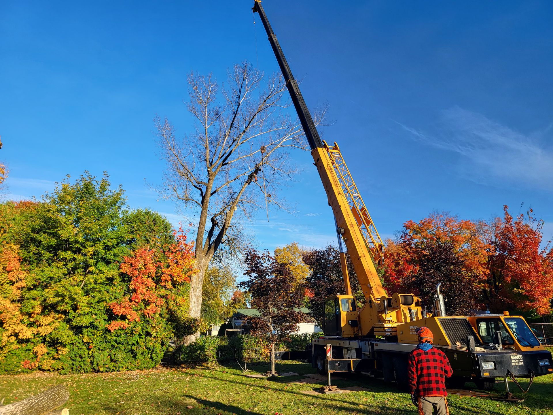 Une grue soulève un arbre dans une cour.