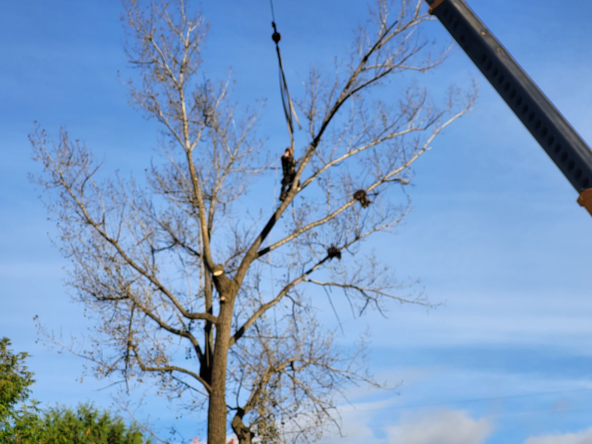 Un homme coupe un arbre avec une grue.