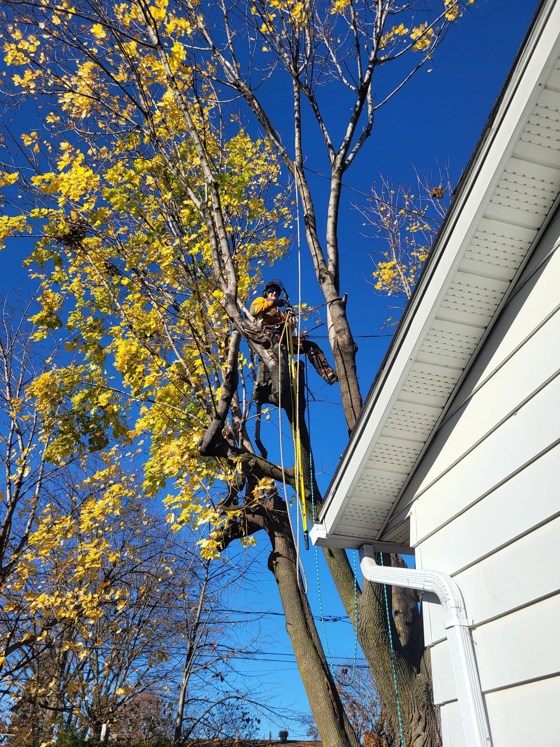 Un homme grimpe à un arbre à côté d'une maison.