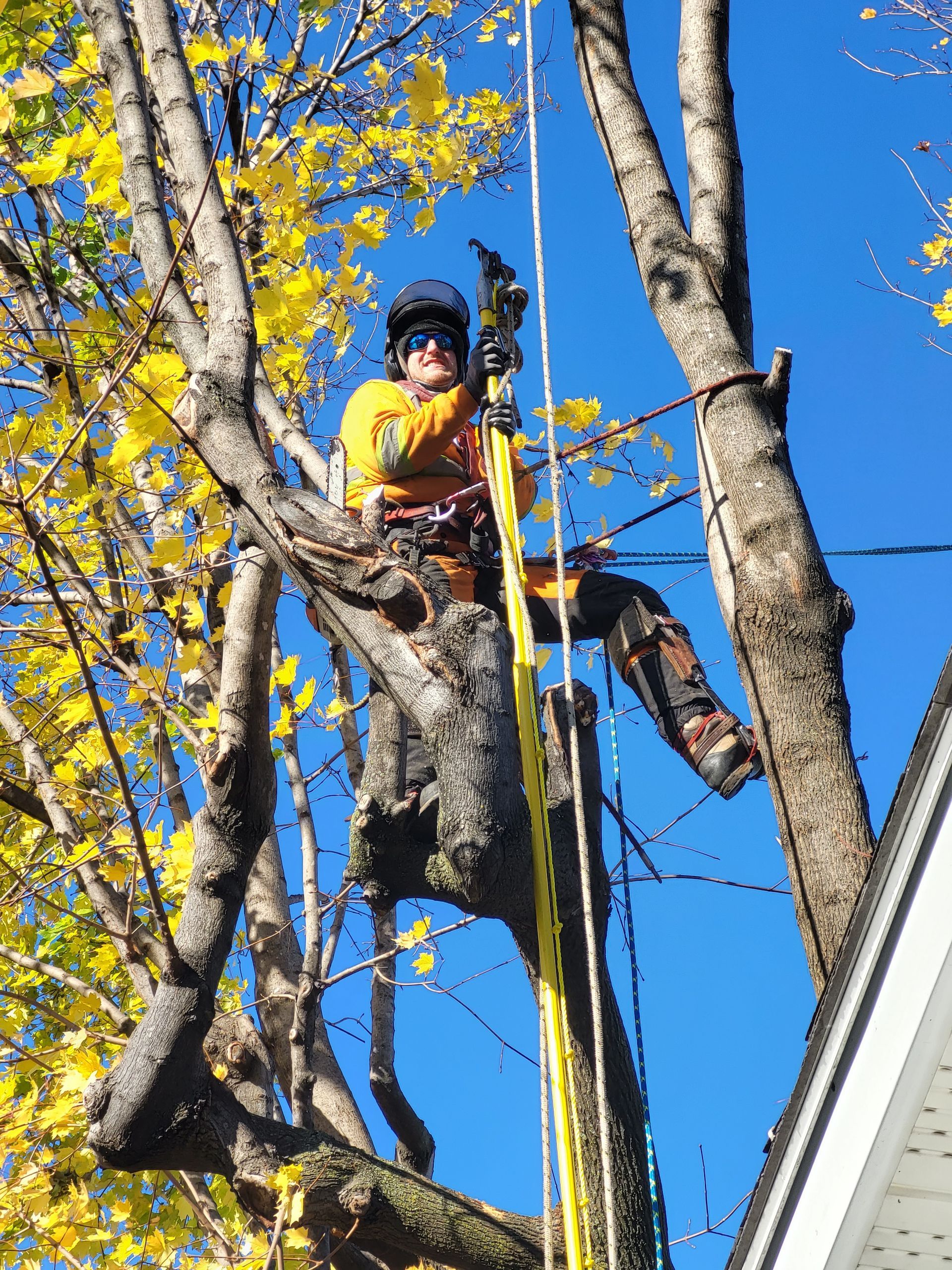 Un homme grimpe à un arbre avec une tronçonneuse.