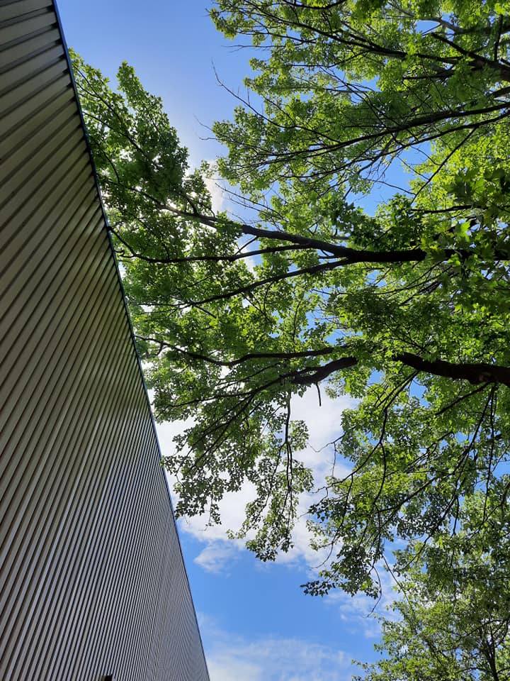 Regardant un bâtiment avec des arbres devant lui