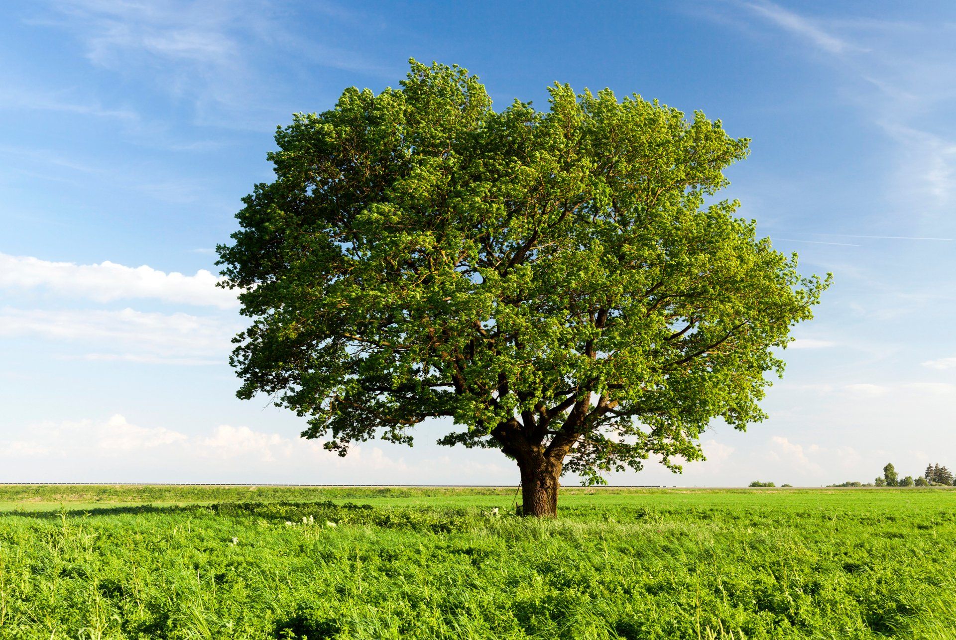 Un arbre au milieu d'un champ vert avec un ciel bleu en arrière-plan.