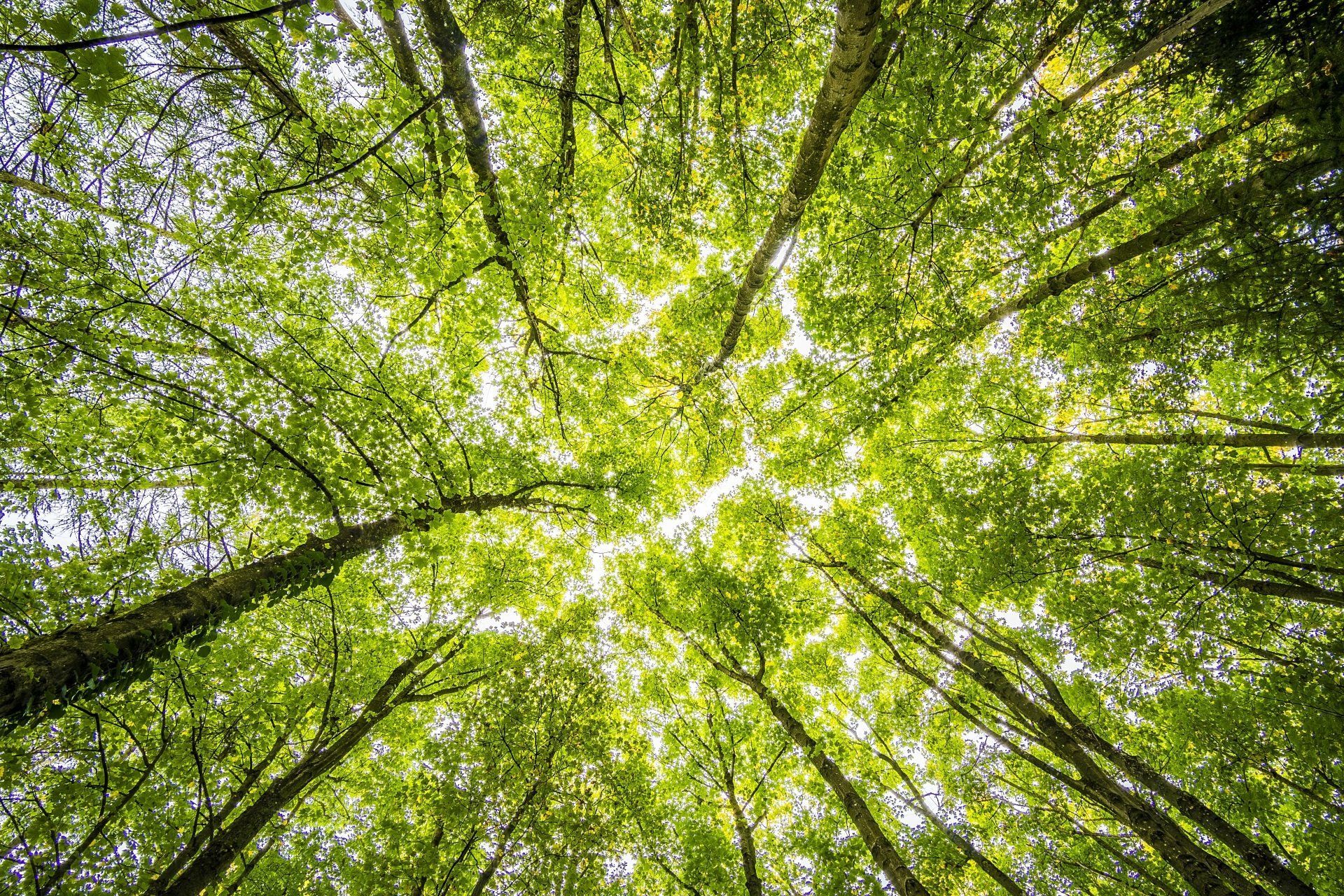 Le regard levé vers le ciel, à travers la canopée verdoyante d'une forêt, la lumière du soleil filtrant à travers les feuilles