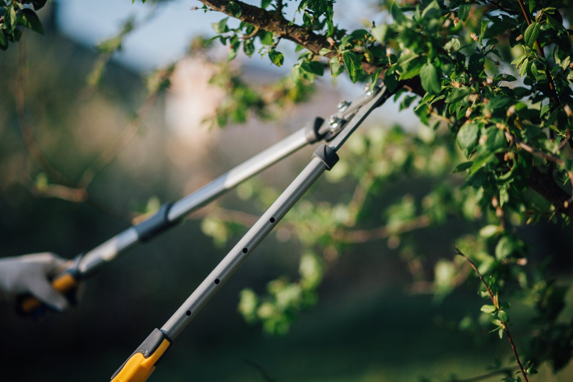Une personne coupe une branche d'arbre avec une paire de ciseaux.