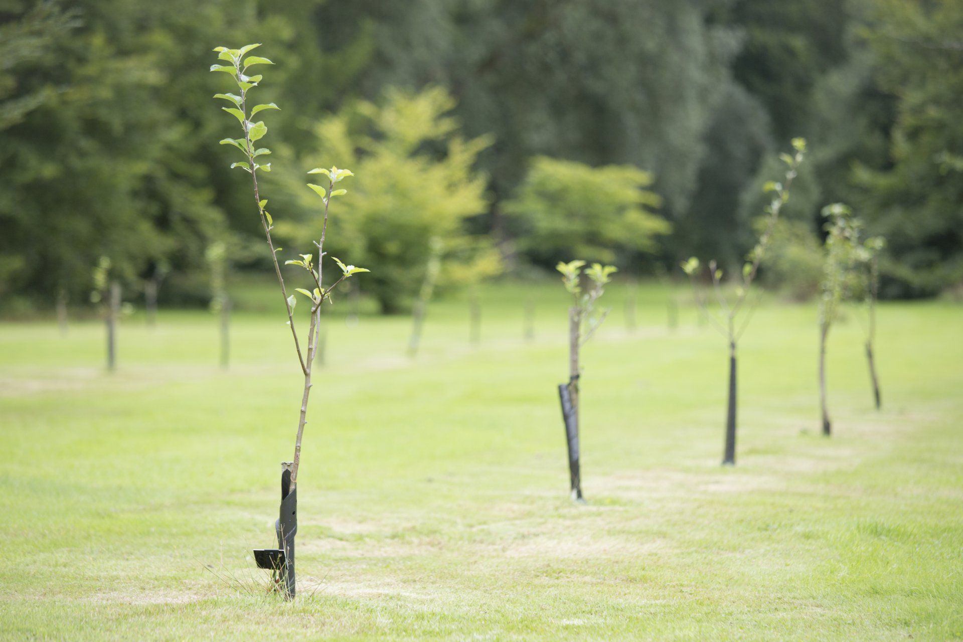 Une rangée de petits arbres poussant dans un champ herbeux.