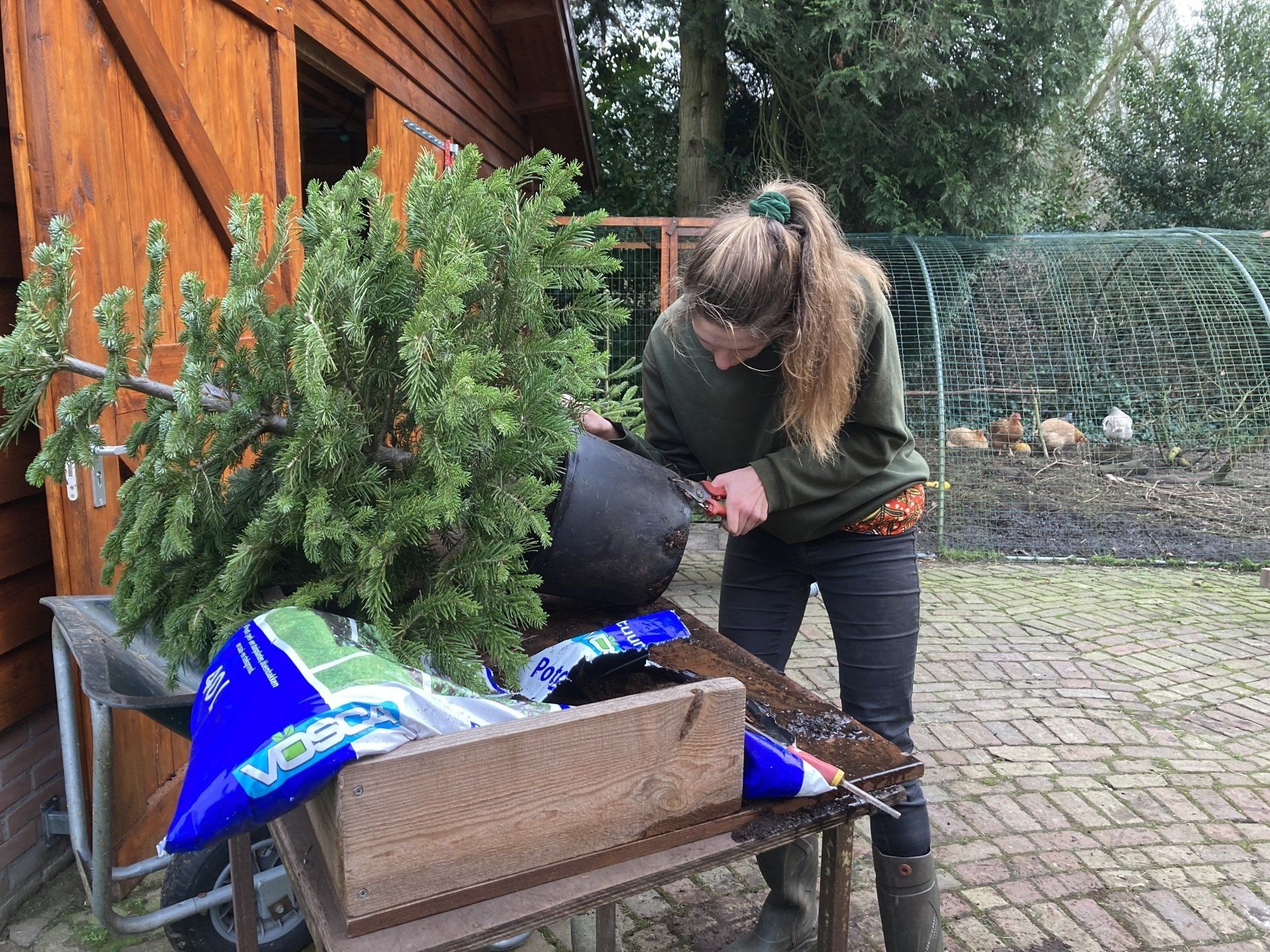 Dode takken worden verwijderd uit kerstboom