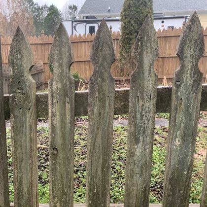Weathered wooden picket fence with pointed tops in a backyard garden, with a house and trees behind it