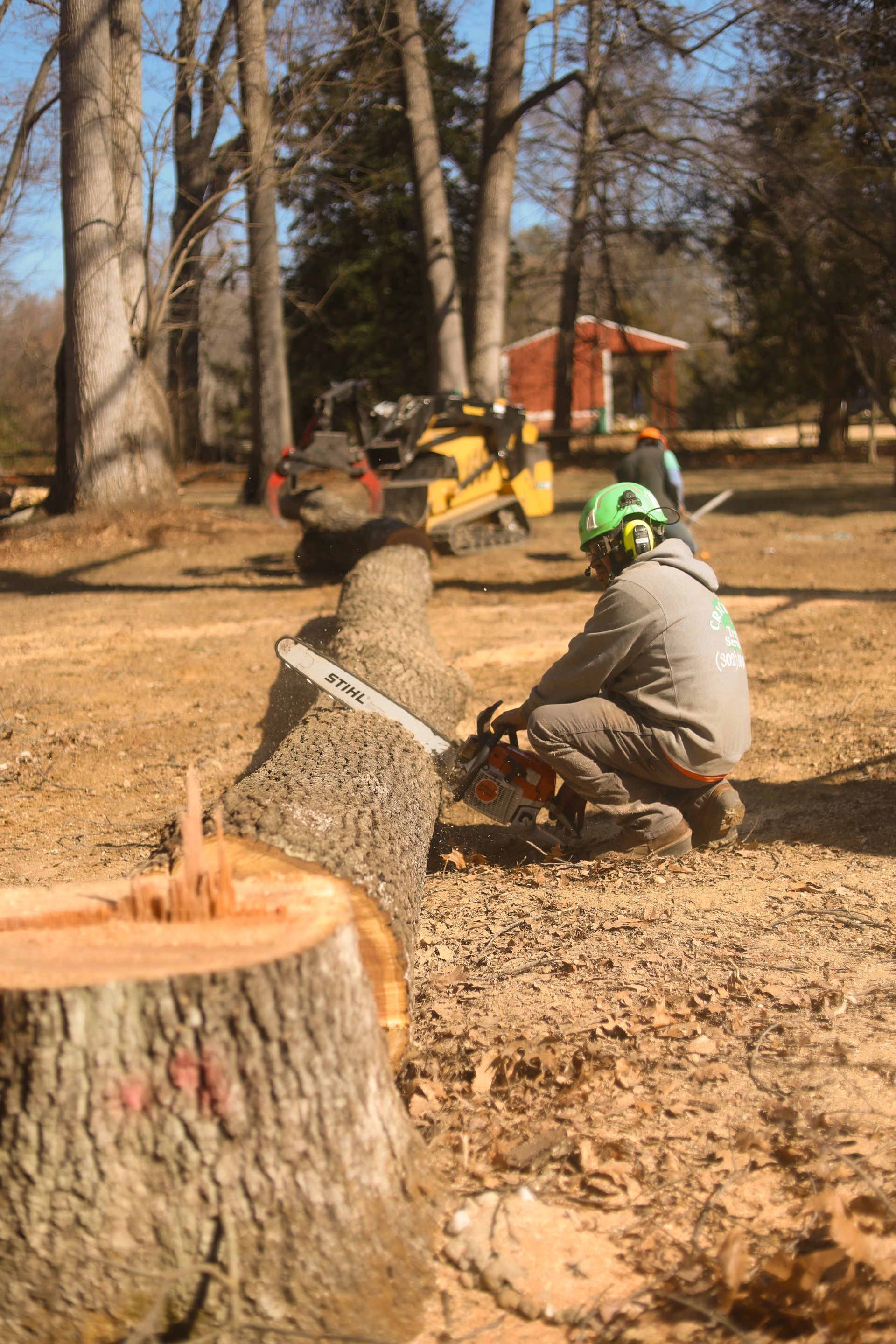 Worker cutting a tree trunk with a chainsaw in a wooded park, wood chips scattered around.
