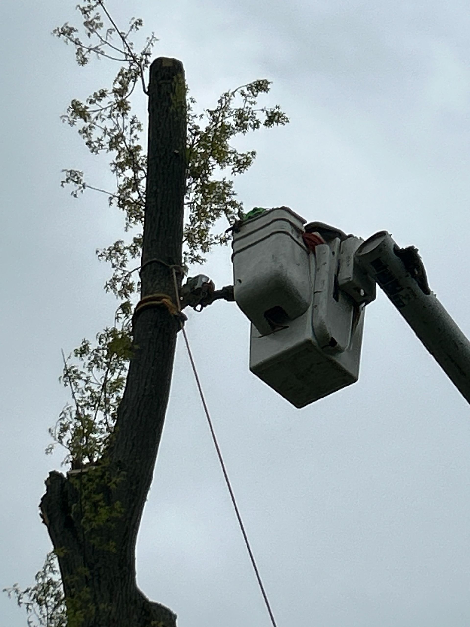 Utility worker in bucket lift trimming tree branches near a utility pole and power lines