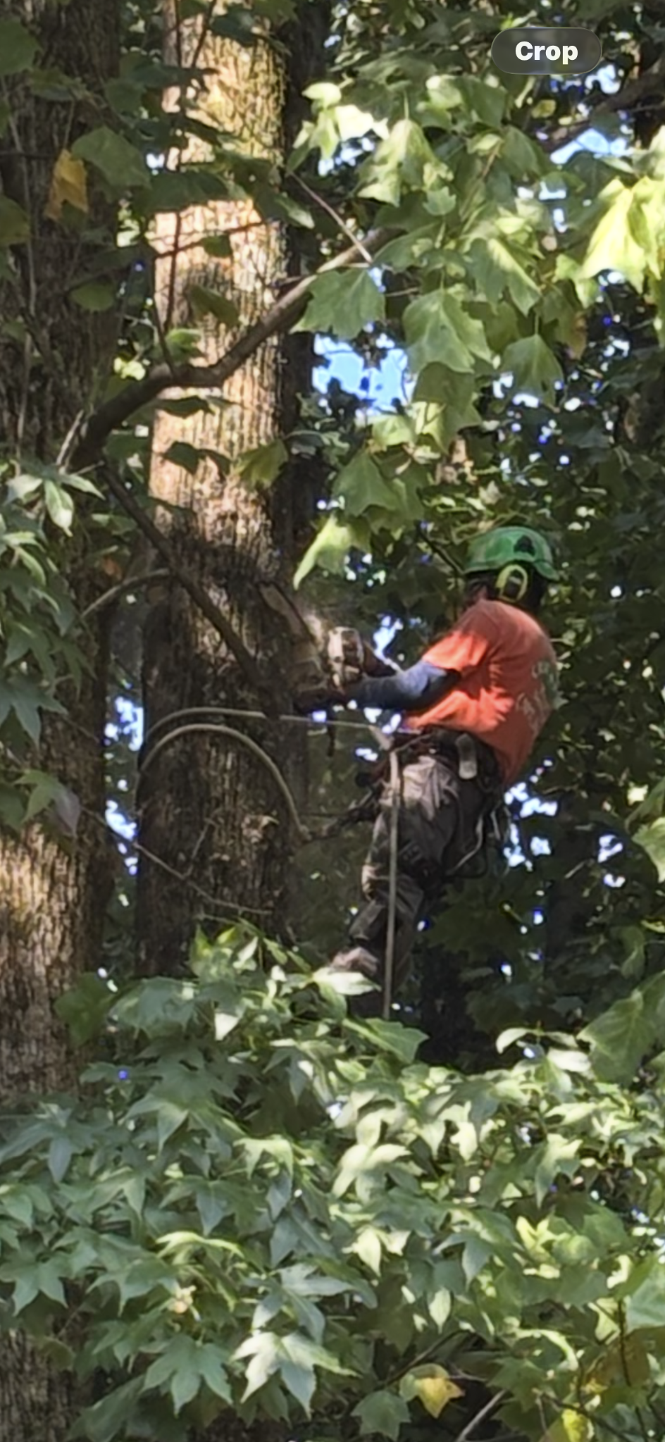 Worker in an orange shirt climbing a tree with a saw amid dense green foliage.