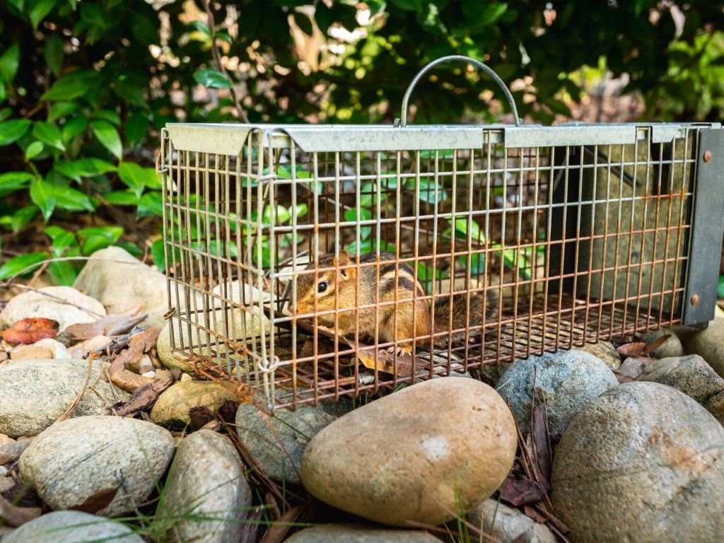 An image of Wildlife Removal Services in Parker, TX