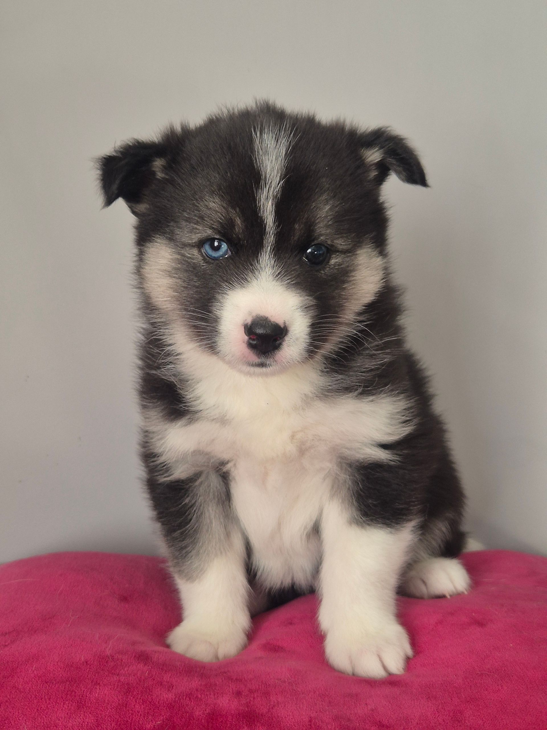 F3 Pomsky