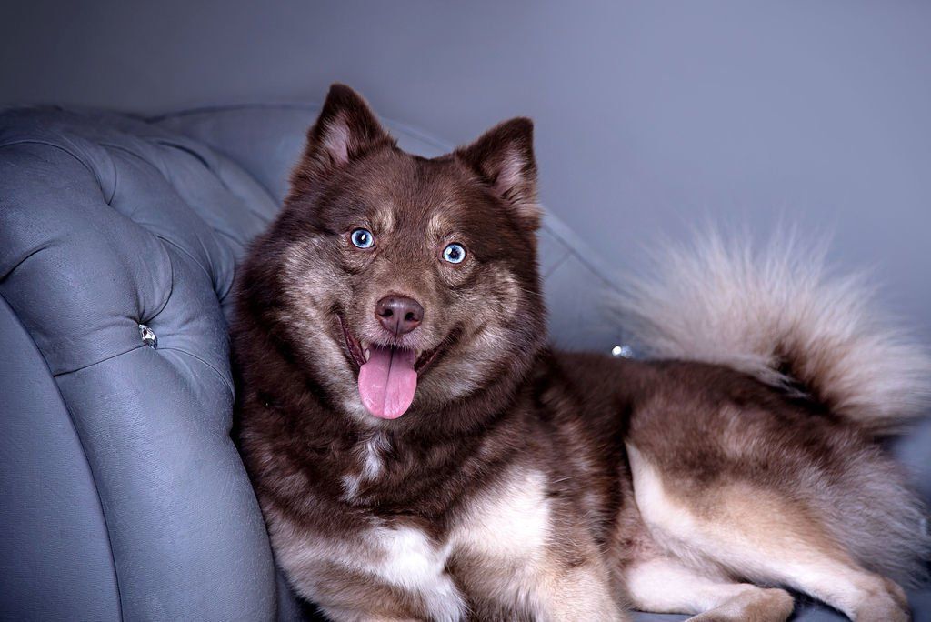F2 Pomsky