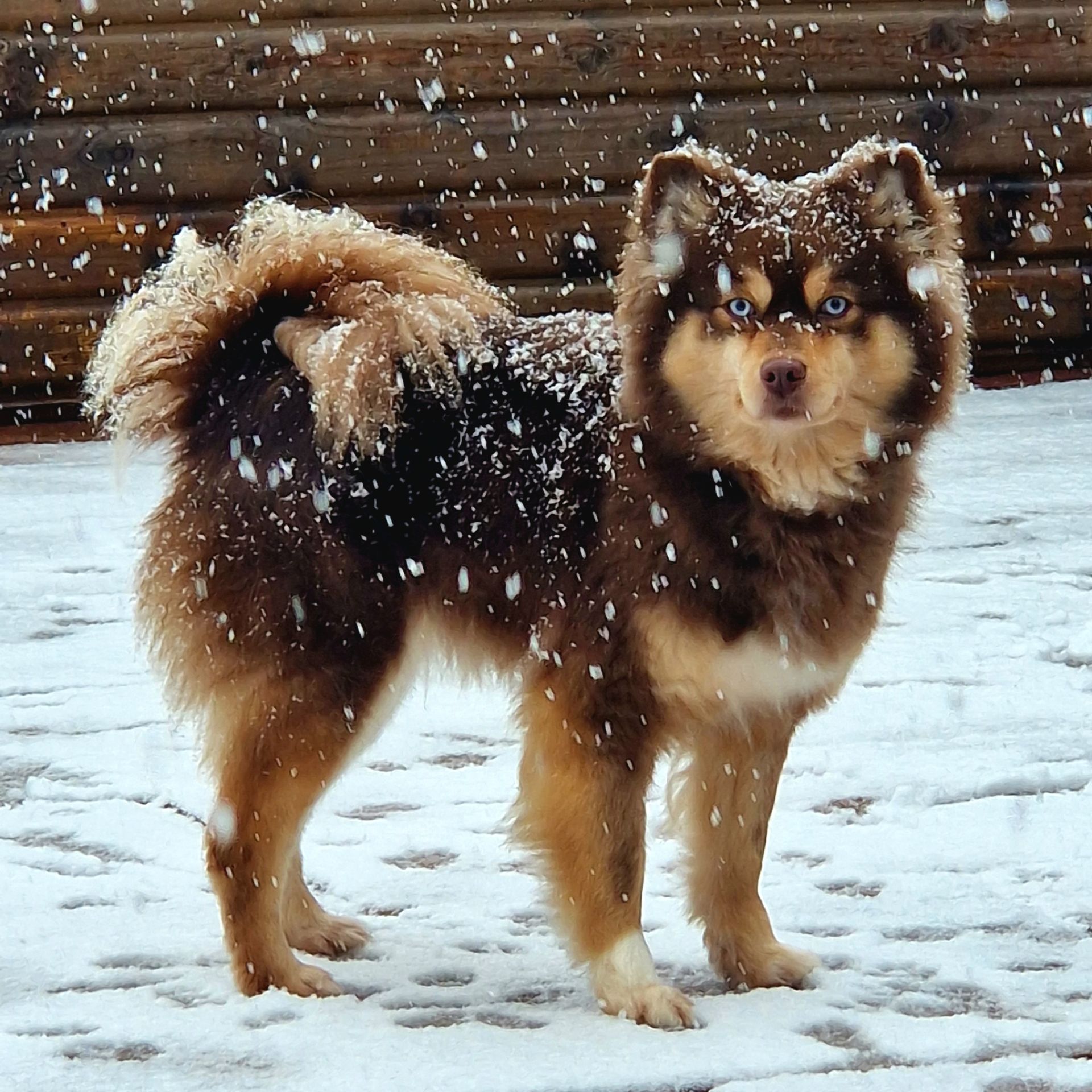 F1 Pomsky