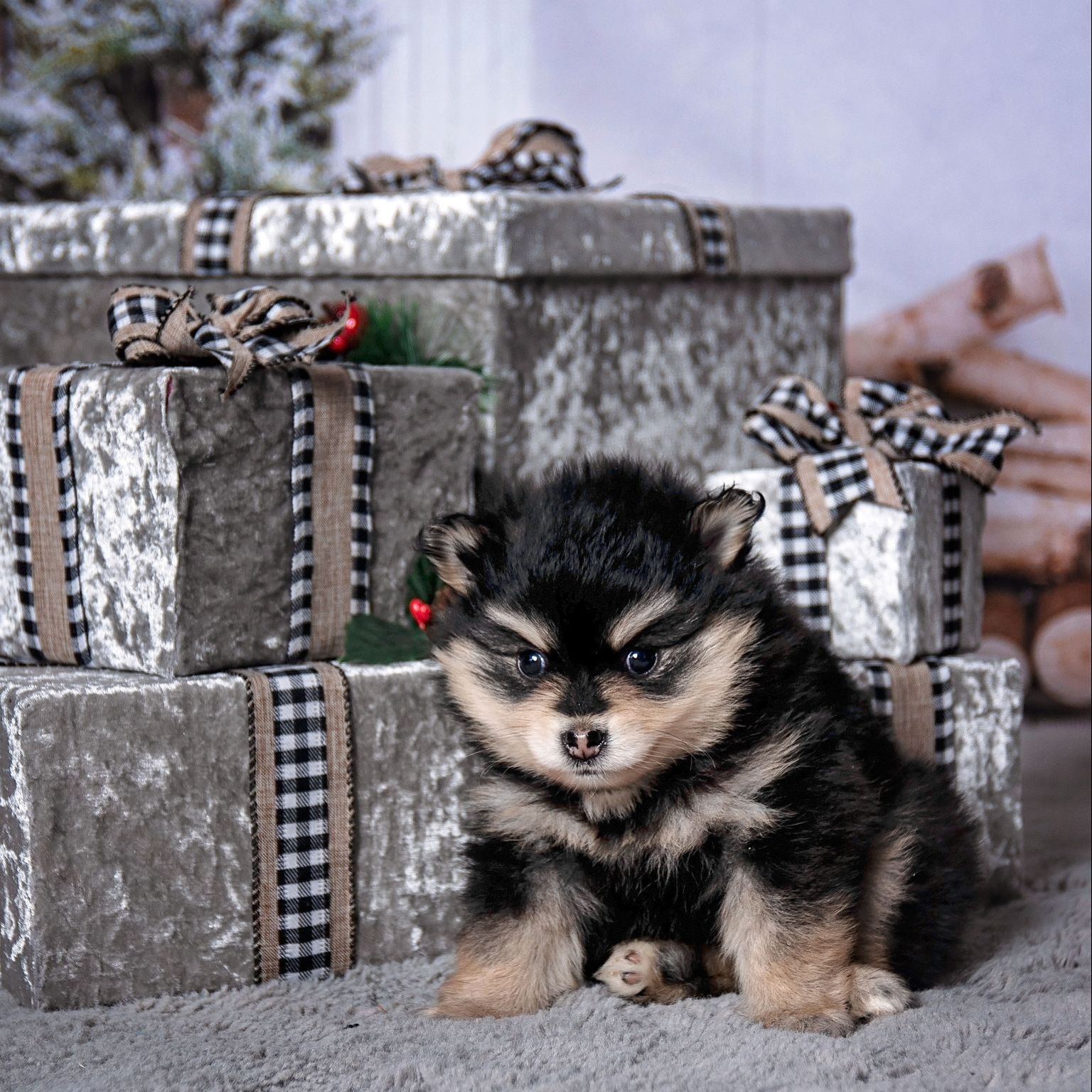 F2 Pomsky