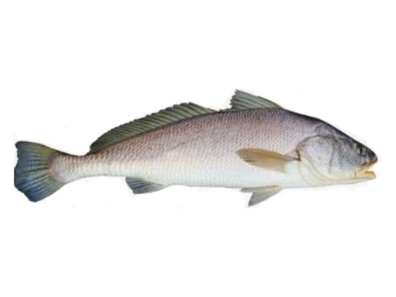 Black Jew Fish