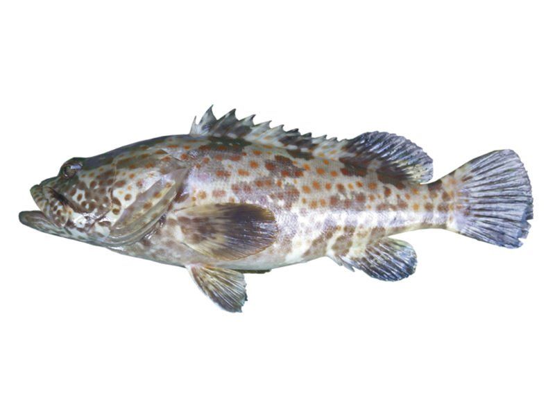 Cod