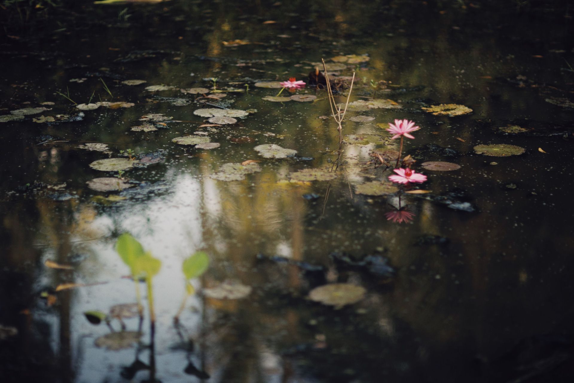 Dirty Pond