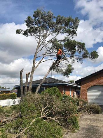 Tree removal - Tree Removal In Lismore, NSW Tree removal - Tree Removal In Lismore, NSW