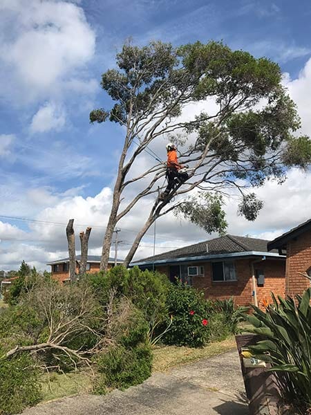 Man Trimming Tree - Tree Removal in Lennox Heads, NSW