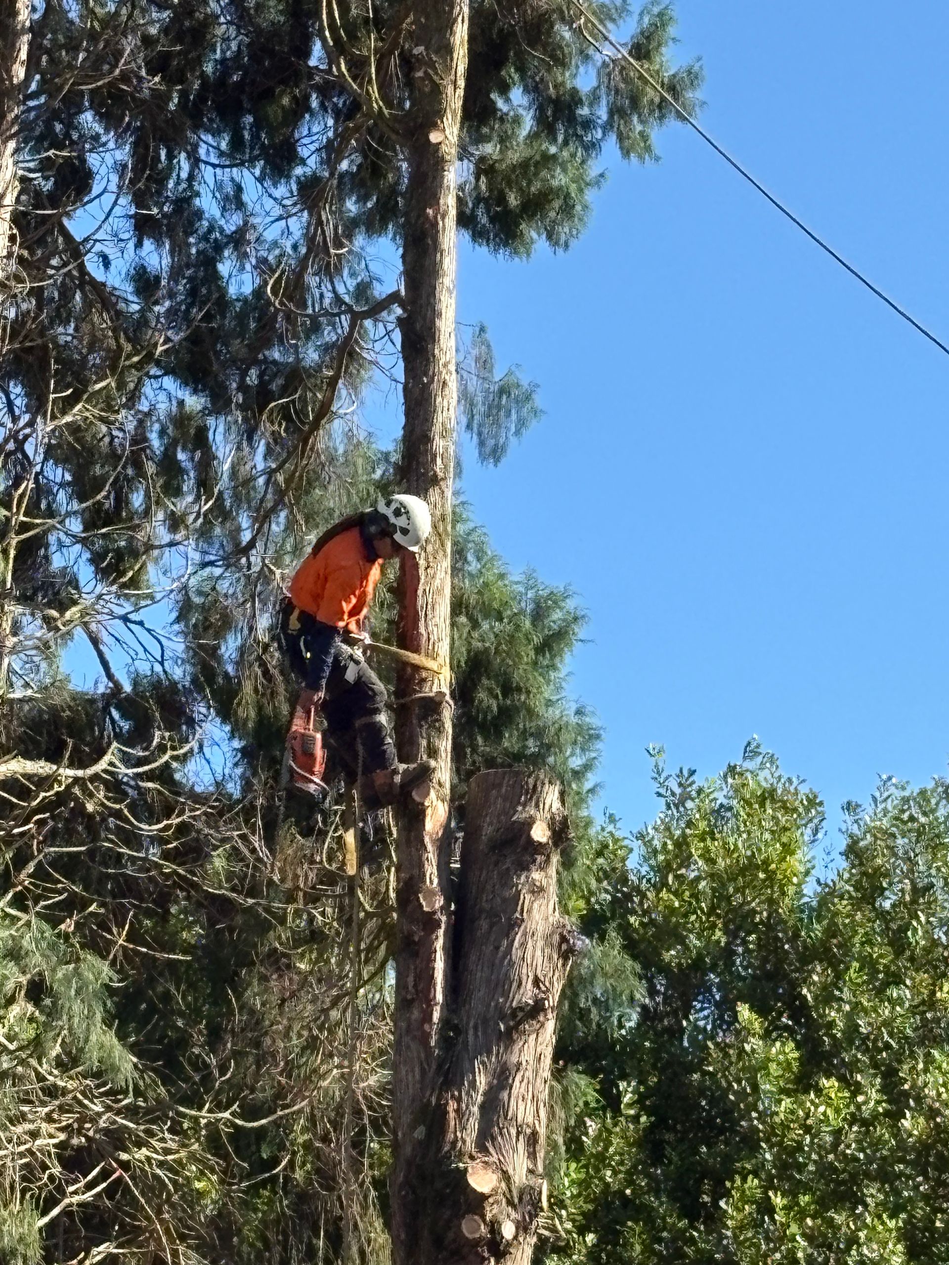 Large Tree Removal - Tree Removal in Lismore, NSW